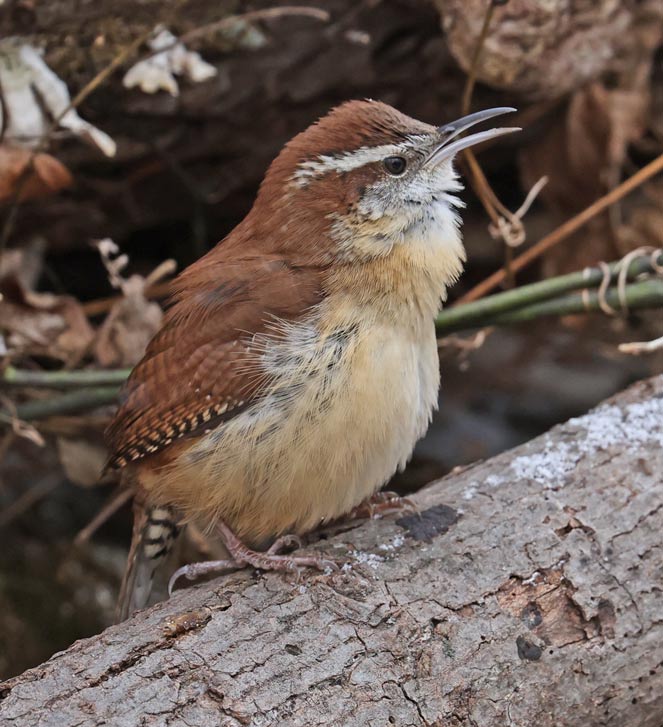 Carolina Wren