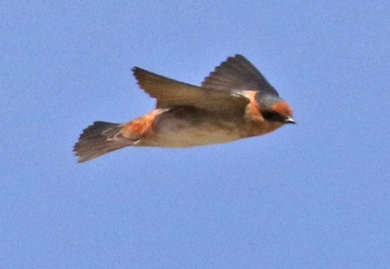 Cave Swallow
