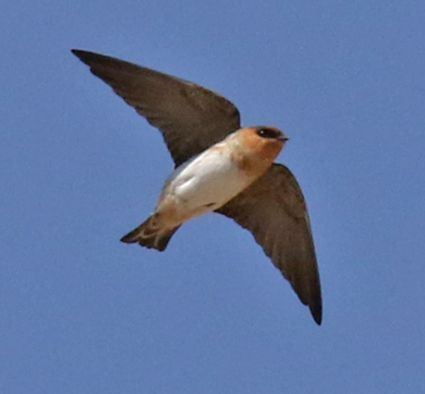 Cave Swallow