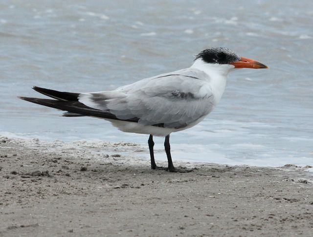 Caspian Tern (1st cycle)