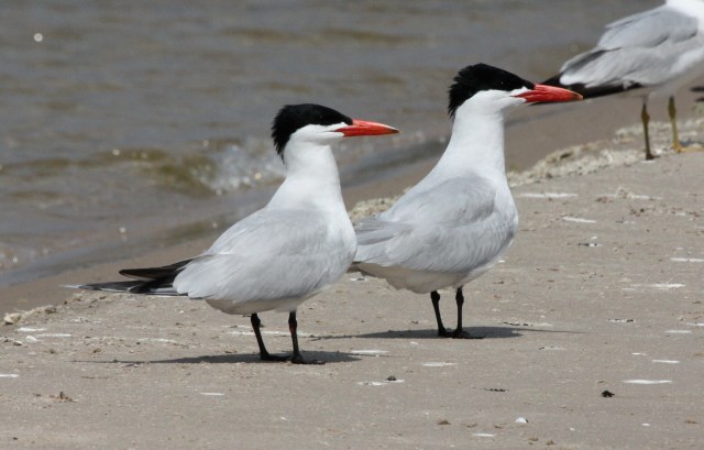 Caspian Tern
