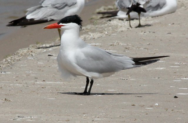 Caspian Tern