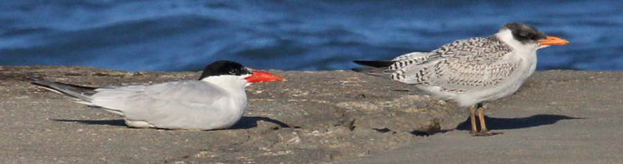 Caspian Tern (juvenile)