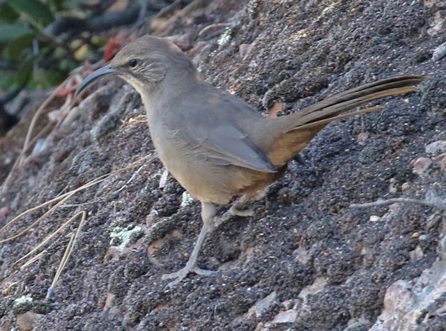 California Thrasher photo #3