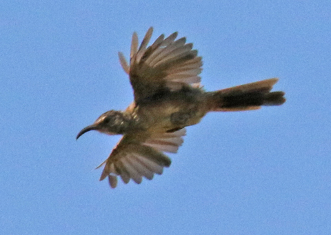 California Thrasher (juvenile)