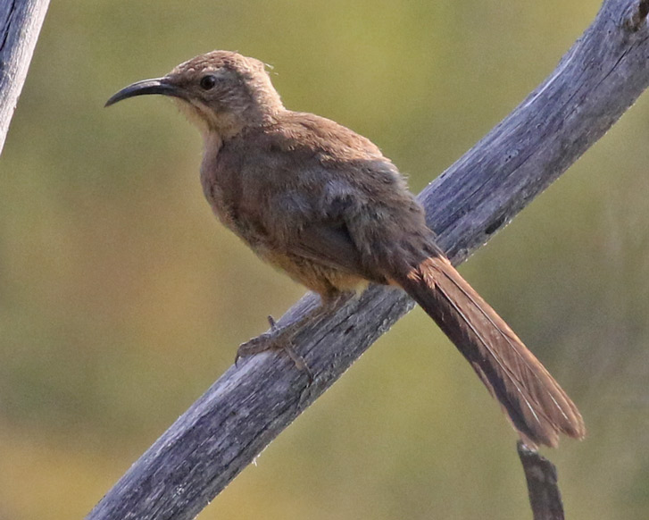 California Thrasher (juvenile)