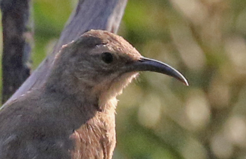 California Thrasher (juvenile)