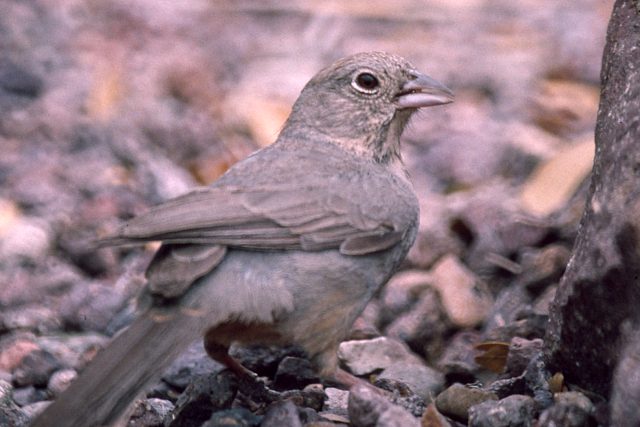 Canyon Towhee photo #1