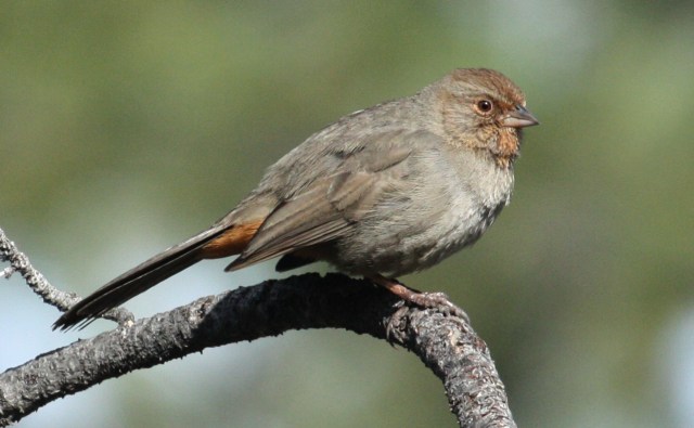 California Towhee