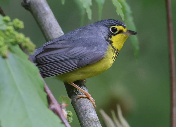 Canada Warbler photo #5