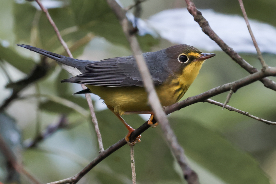 Canada Warbler (fall adult male)