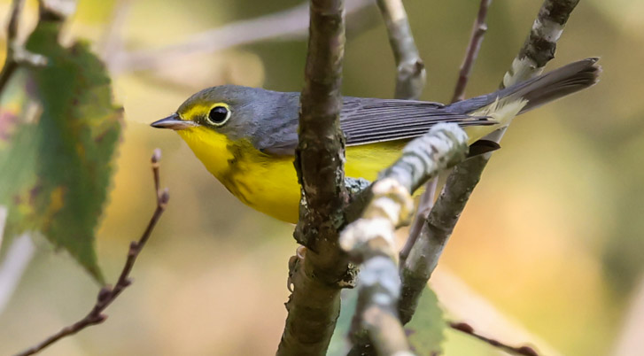 Canada Warbler (1st fall male)