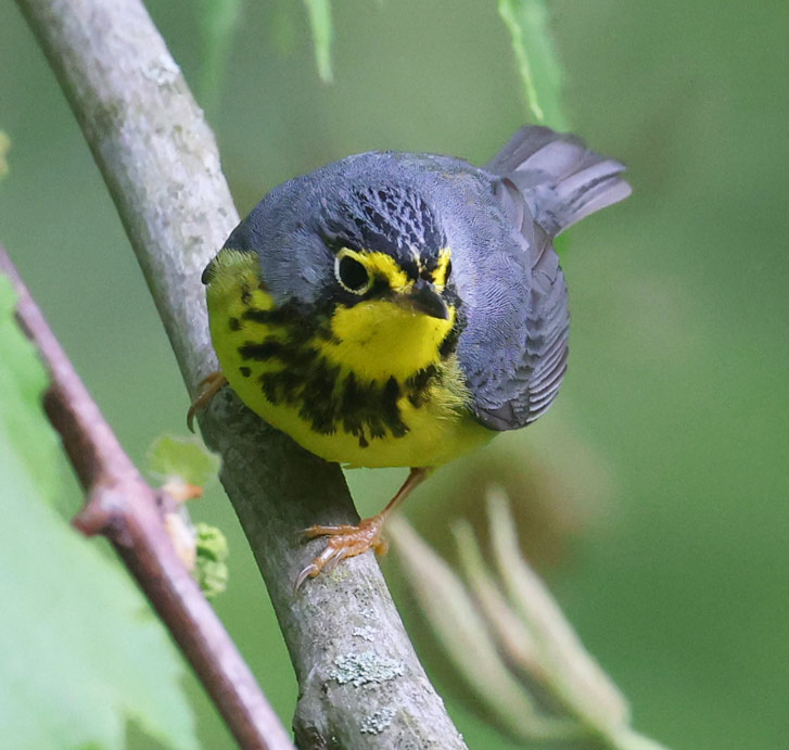 Canada Warbler photo #4