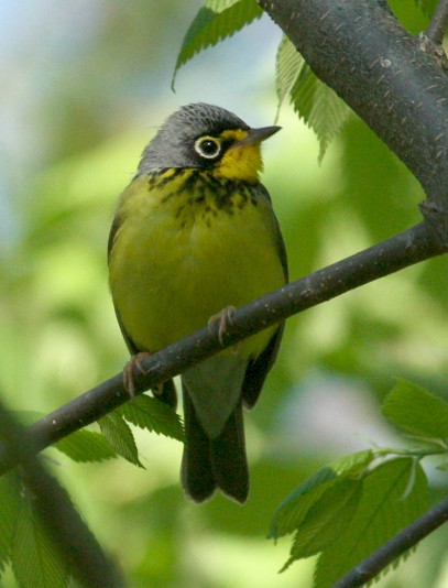 Canada Warbler photo #1