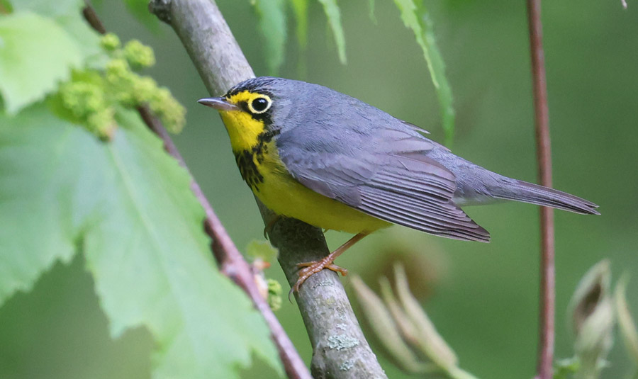 Canada Warbler photo #3