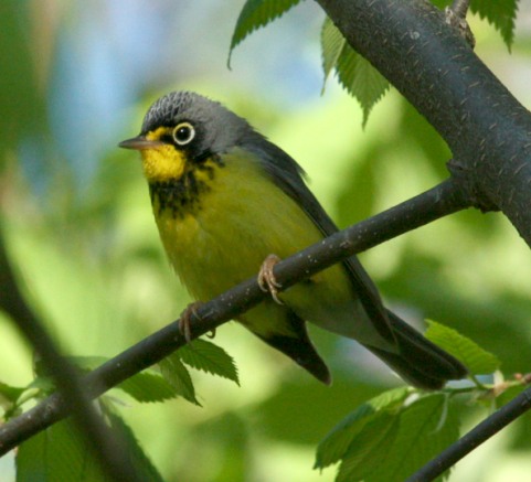 Canada Warbler photo #2