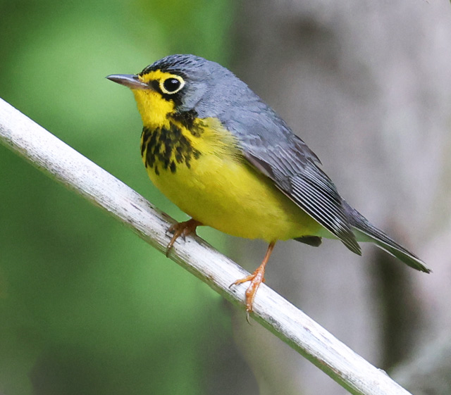 Canada Warbler photo #1