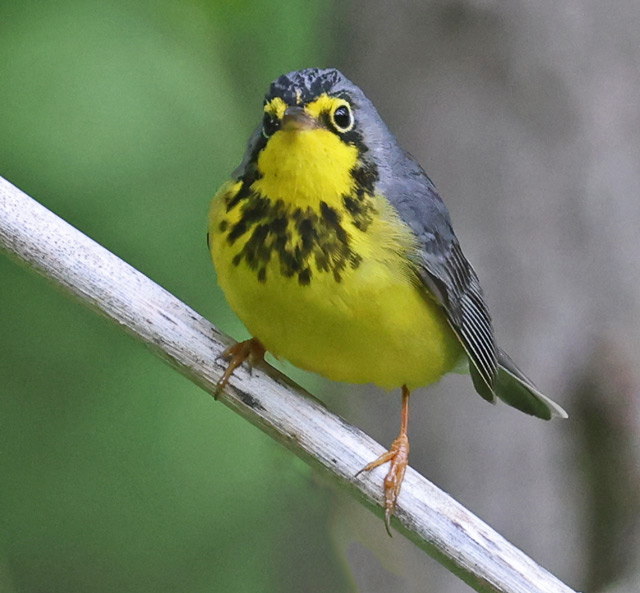 Canada Warbler photo #6