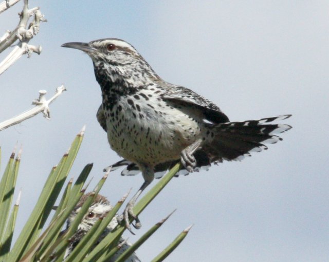 Cactus Wren photo #2