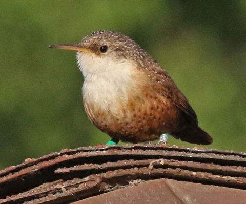 Canyon Wren
