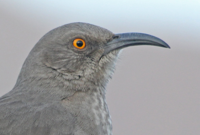 Curve-billed Thrasher
