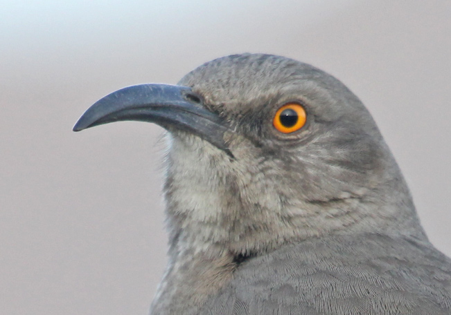Curve-billed Thrasher