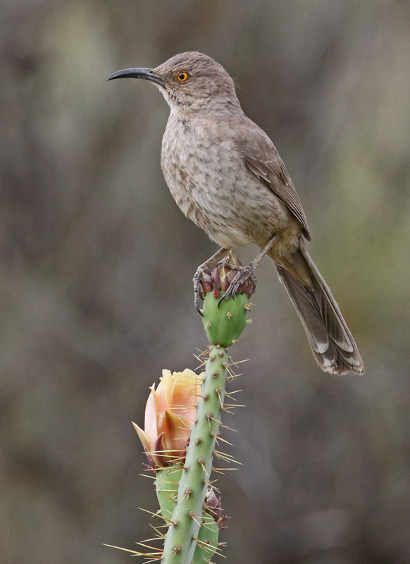 Curve-billed Thrasher
