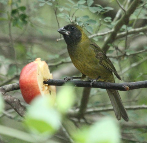 Crimson-collared Grosbeak