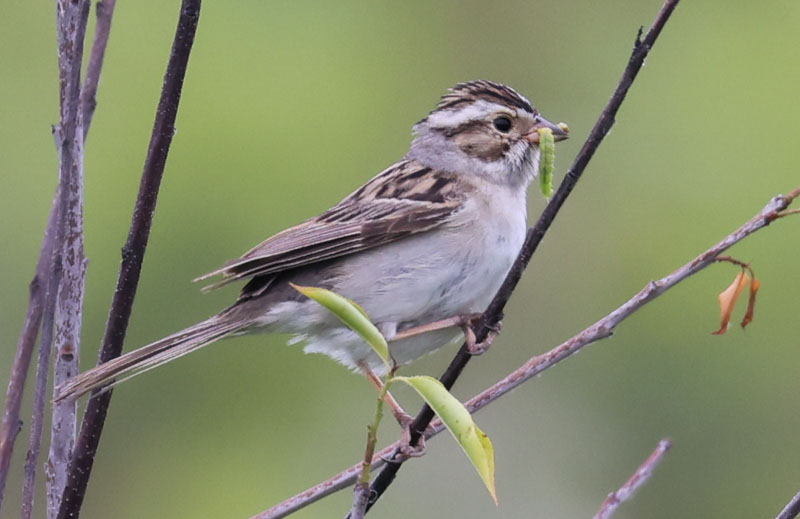 Clay-colored Sparrow photo #4