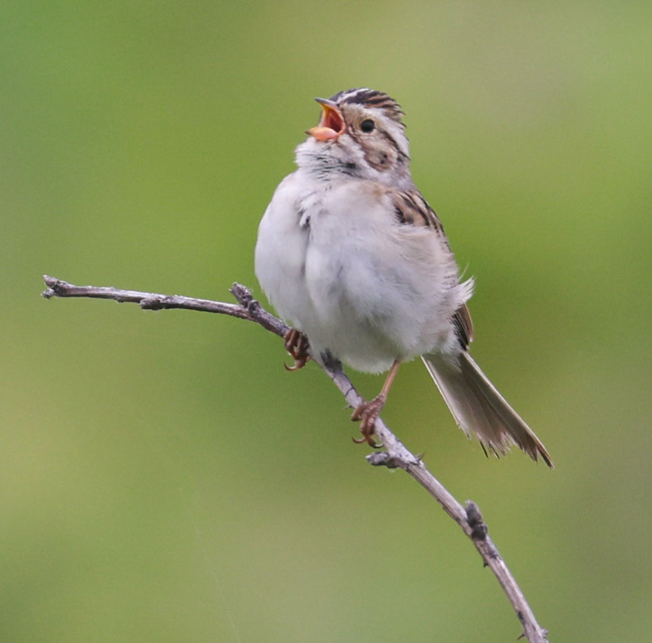 Clay-colored Sparrow photo #1