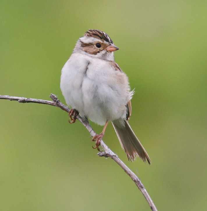 Clay-colored Sparrow photo #2