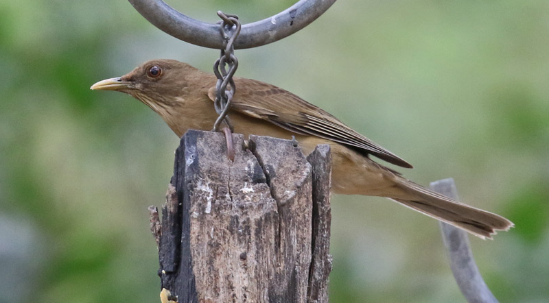 Clay-colored Thrush