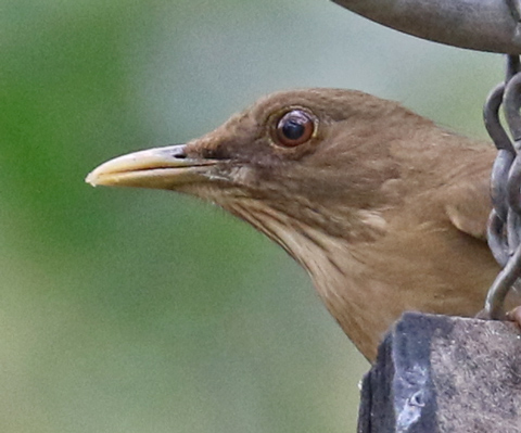 Clay-colored Thrush