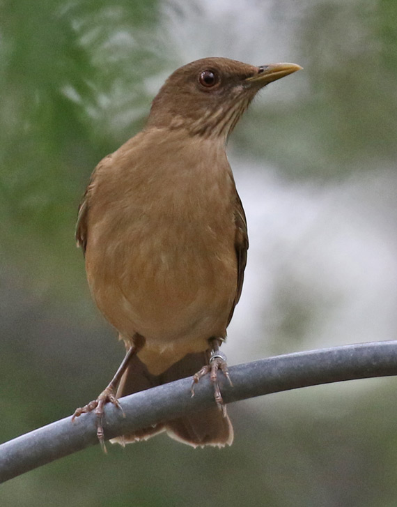 Clay-colored Thrush