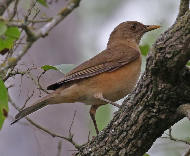 Clay-colored Thrush