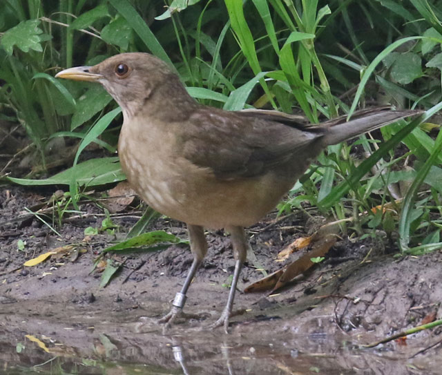 Clay-colored Thrush