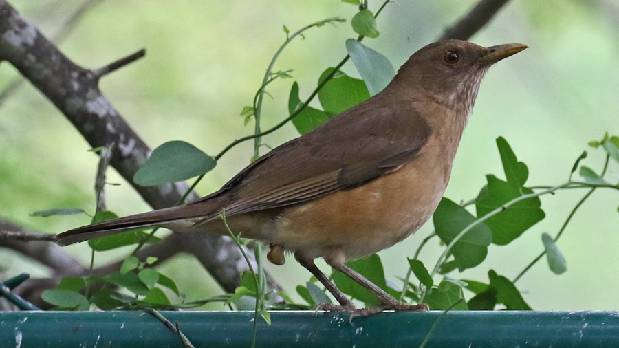 Clay-colored Thrush