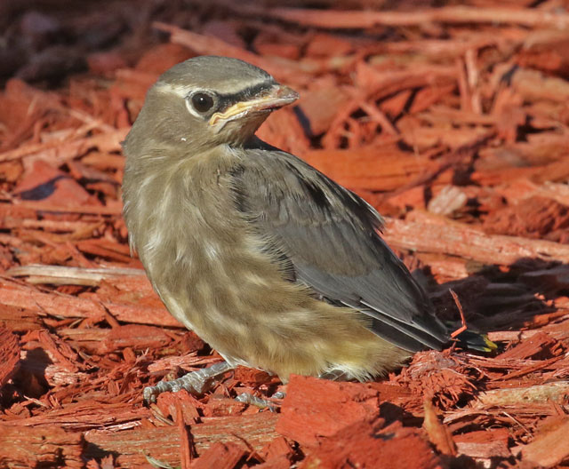 Cedar Waxwing (fledgling)