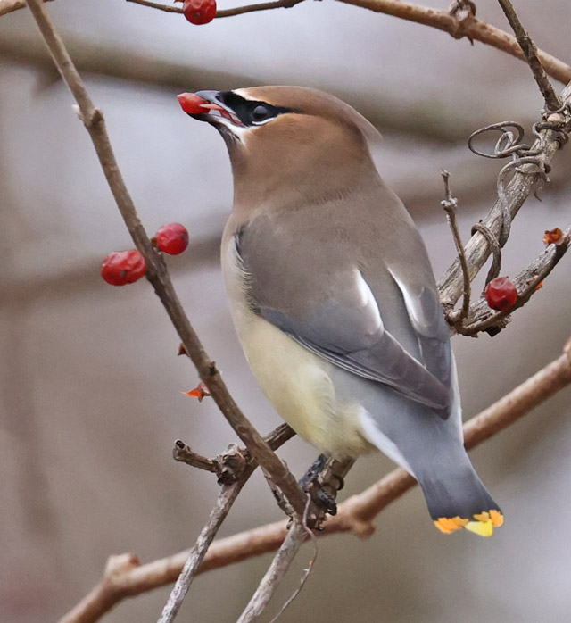 Cedar Waxwing