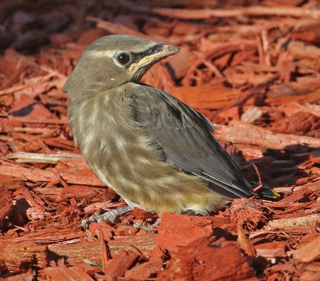 Cedar Waxwing (fledgling)