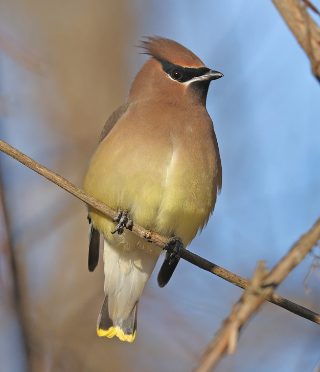 Cedar Waxwing