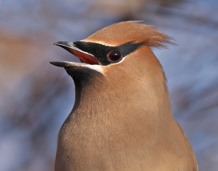 Cedar Waxwing