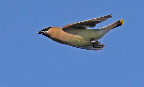 Cedar Waxwing (in flight)