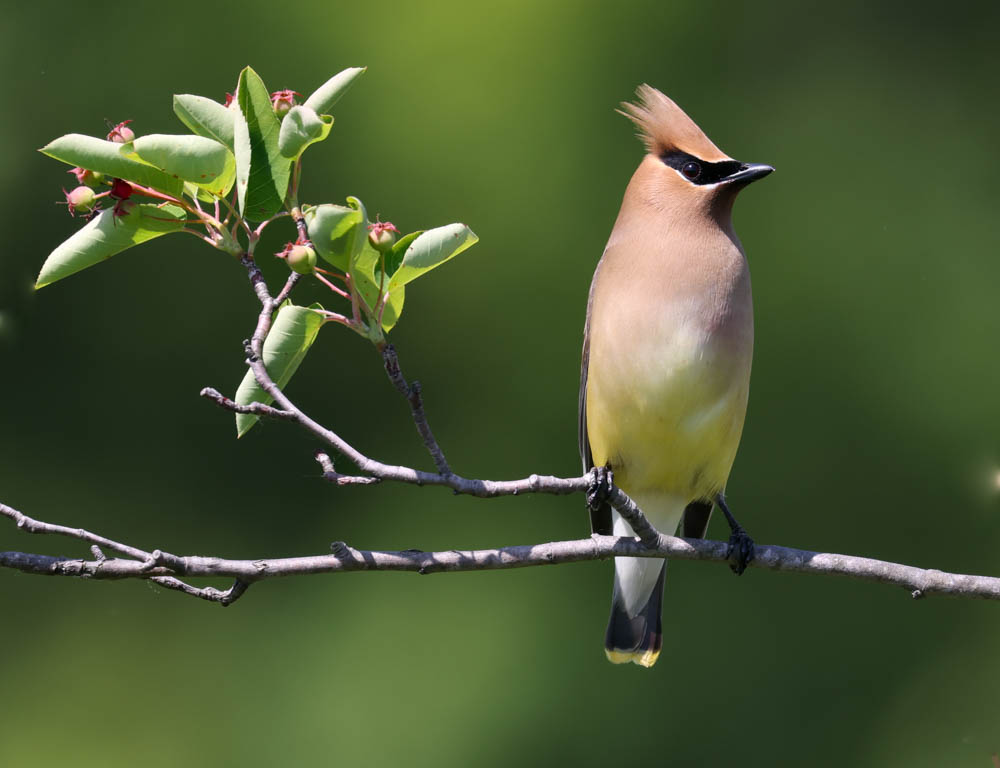 Cedar Waxwing