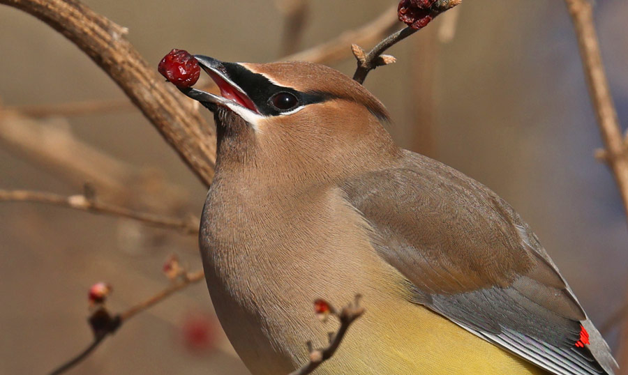 Cedar Waxwing