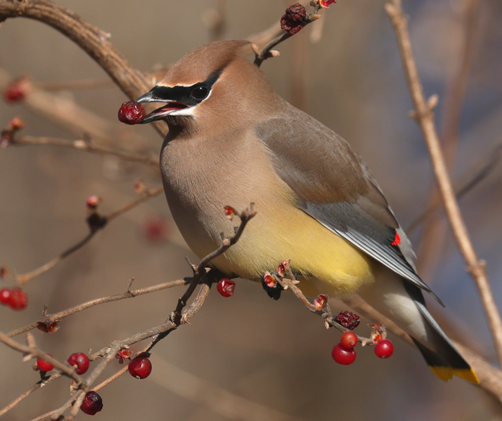 Cedar Waxwing