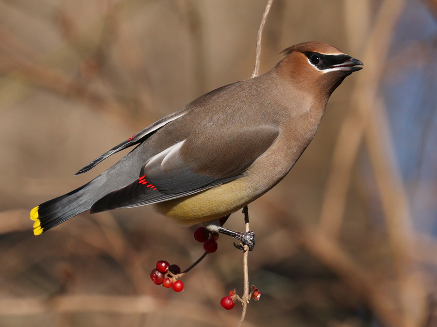 Cedar Waxwing