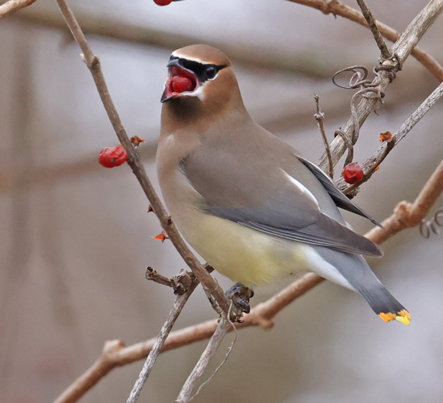 Cedar Waxwing