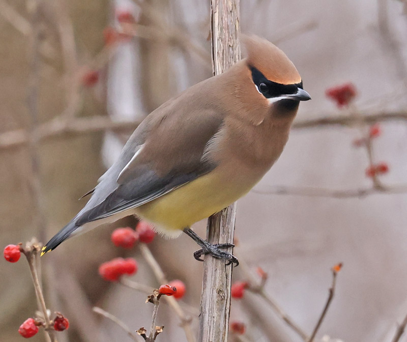 Cedar Waxwing