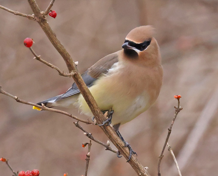 Cedar Waxwing